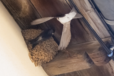 Hirondelles - Nid d'hirondelles de fenêtre (Delichon urbica)